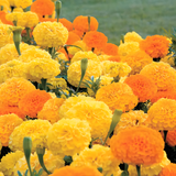 Park's Whopper Mix Marigold Seeds
