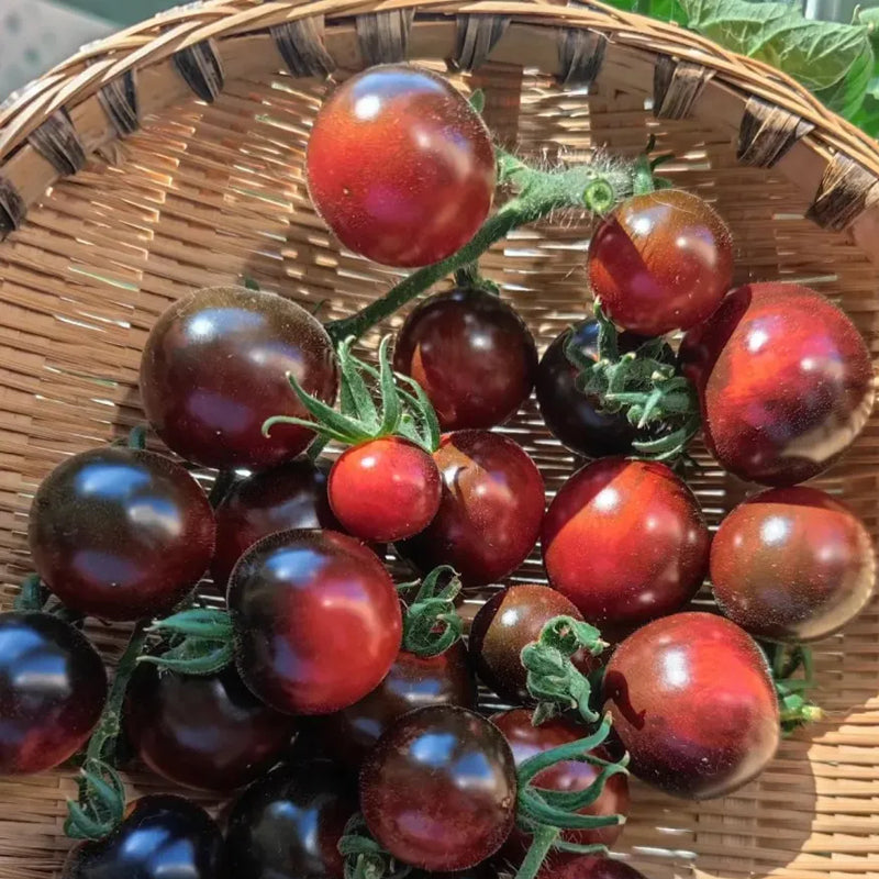 Tomate negro - Reina de belleza negra