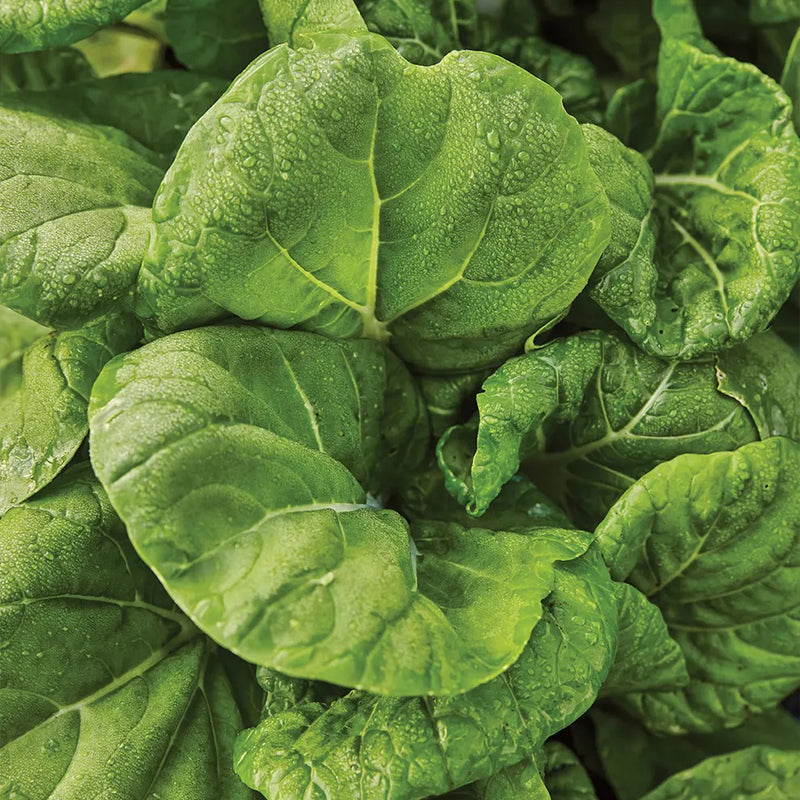 Repollo chino, Pak Choi, híbrido Toy Choi