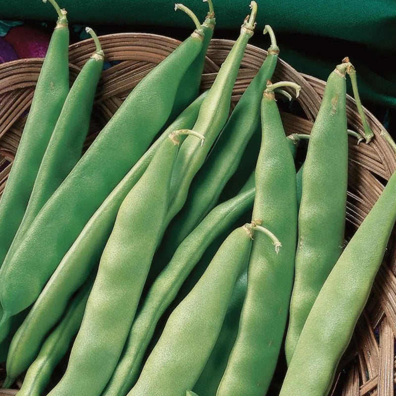 Frijol, arbusto temprano italiano