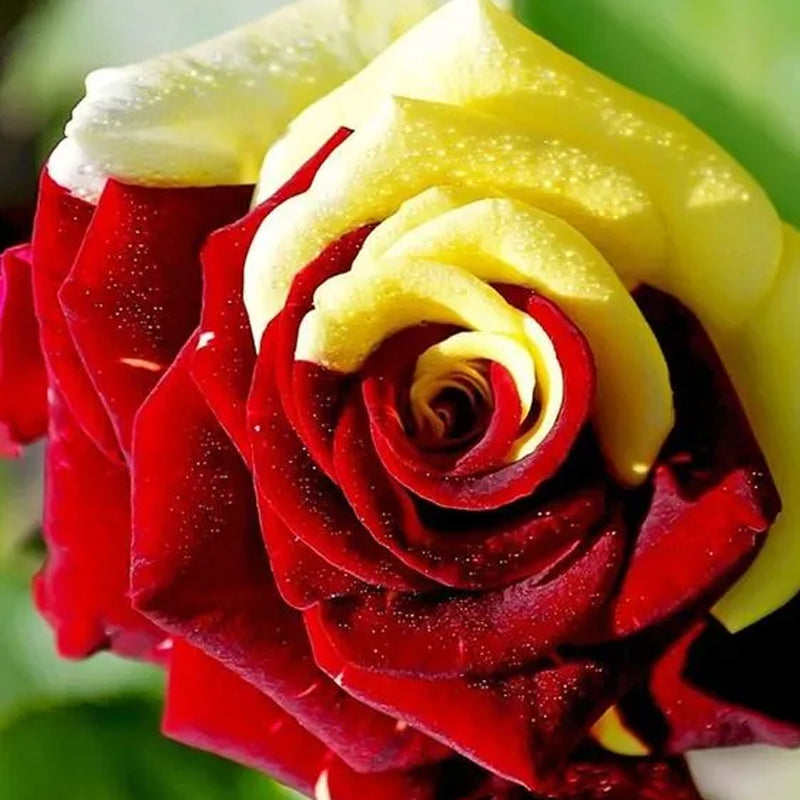 Semillas de rosa rara gemela roja y amarilla