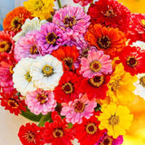 Non-GMO California Giants Zinnia Mix Seeds