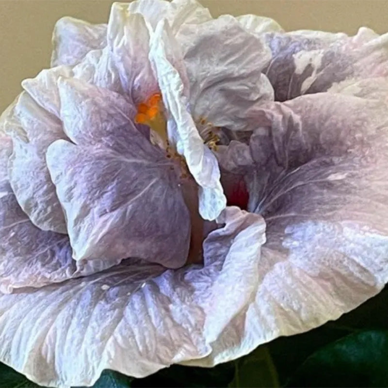 Hibiscus Double Luna