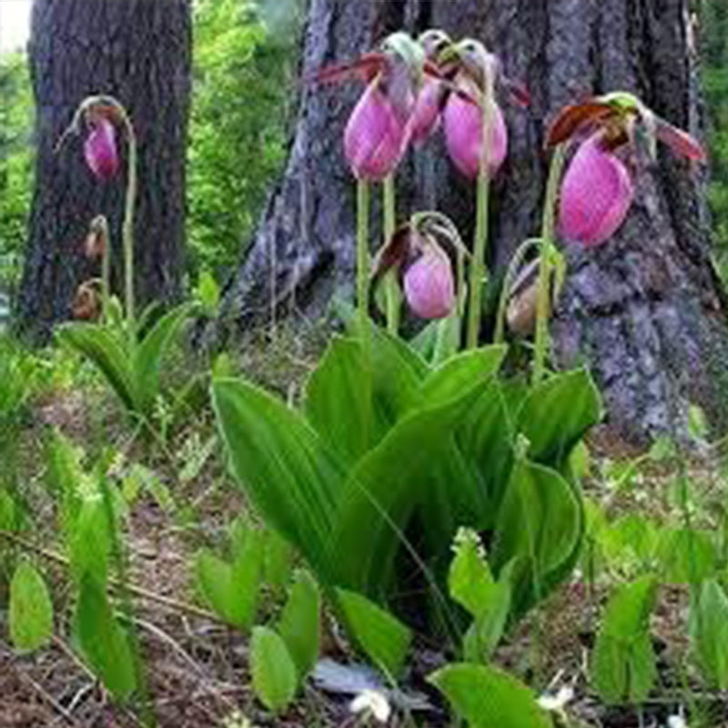 Amarilis de belleza rayada