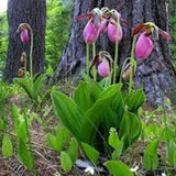 Amarilis de belleza rayada