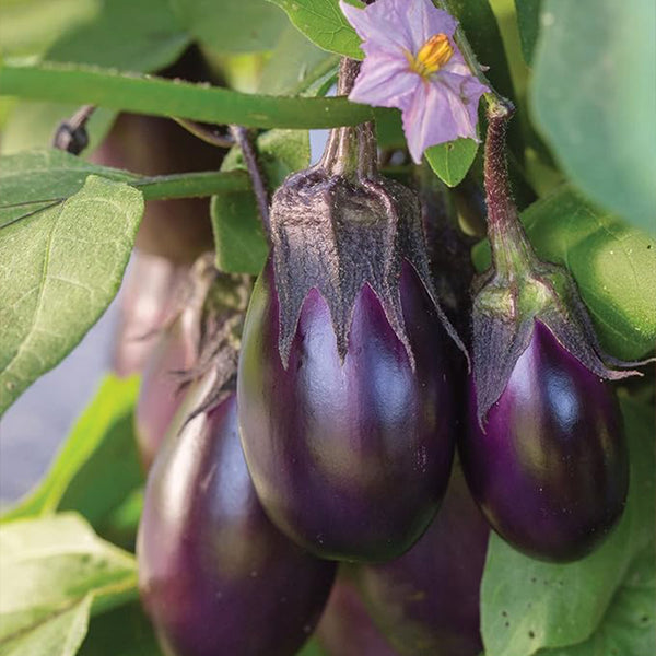 Patio Baby Eggplant Seeds