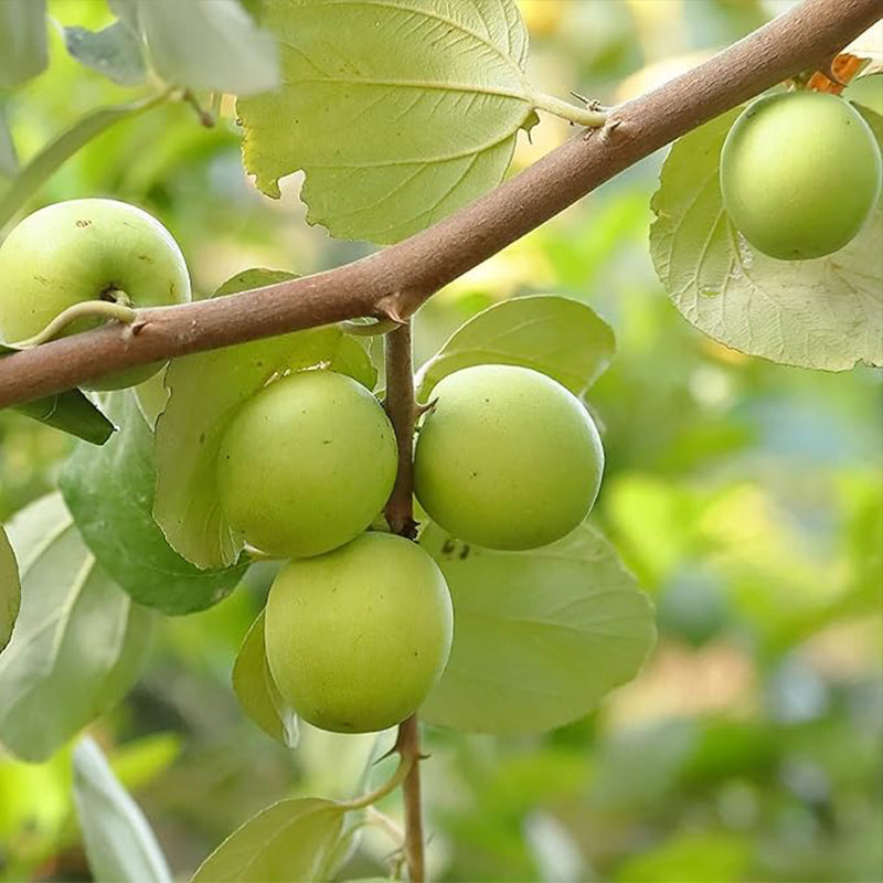 Green Giant Sweet Jujube Fruit Apple Jujube