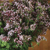 Wild Marjoram Organic Herb Seed