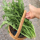 Japanese Mizuna Mustard Greens Seeds