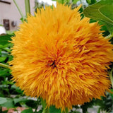 Osito de peluche girasol