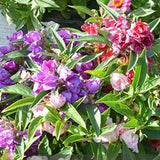 Impatiens mixtas Balsamina Balsam Camelia Impatiens Semillas Flor doble No me toques