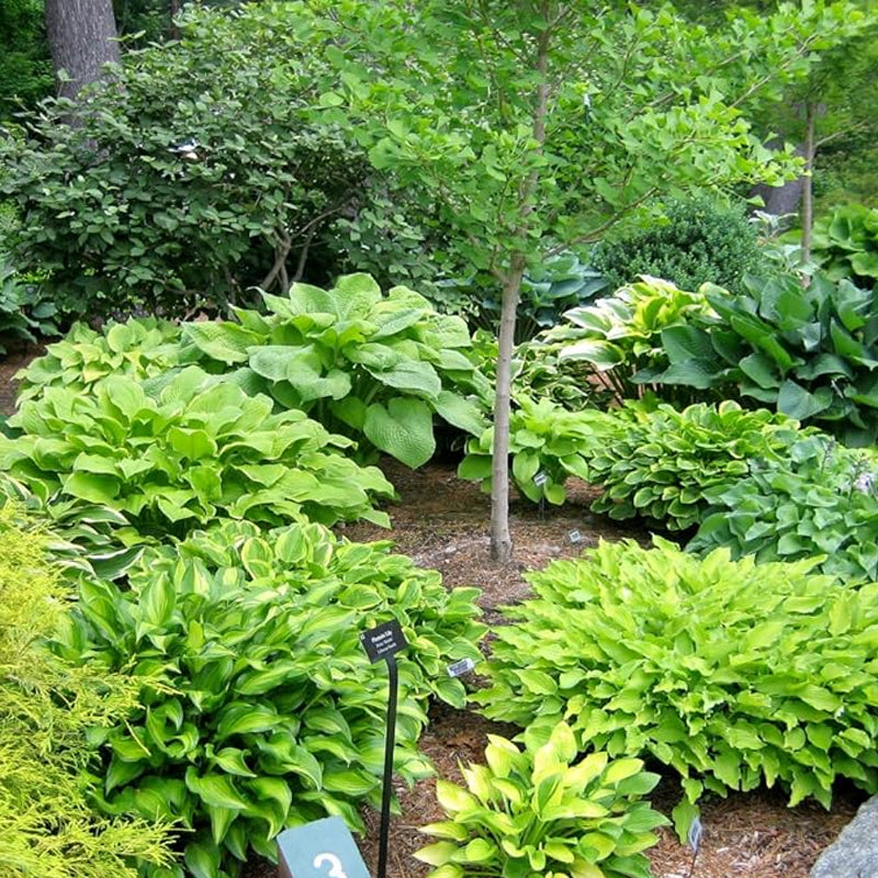 Plantas de raíces desnudas de hosta mixtas en forma de corazón: follaje verde intenso, bajo mantenimiento para su hogar y jardín