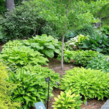 Plantas de raíces desnudas de hosta mixtas en forma de corazón: follaje verde intenso, bajo mantenimiento para su hogar y jardín