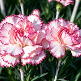 White Pink Picotee Carnation Seeds