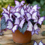 Butterfly Begonia: Unleash Whimsy in Your Garden!