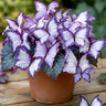 Butterfly Begonia: Unleash Whimsy in Your Garden!
