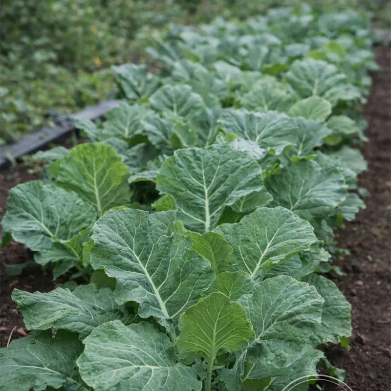 Heirloom Flat-Leaf Kale Seeds