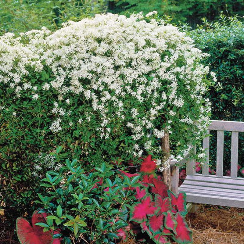 Clematis Sweet Autumn