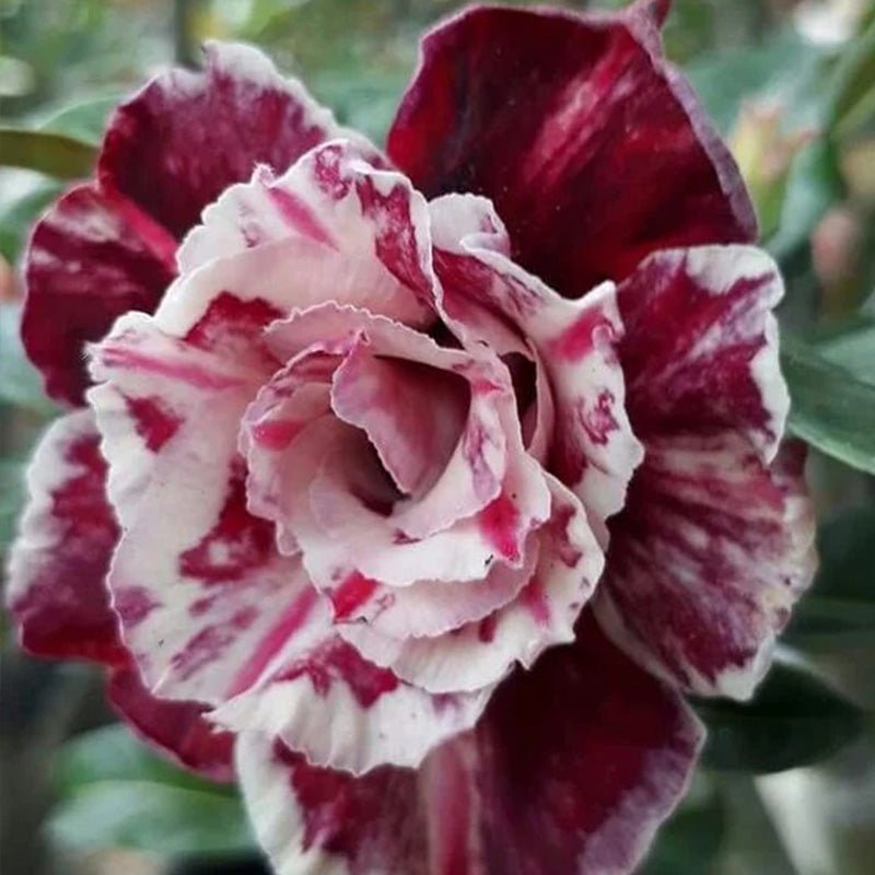 Adenium obesum Sugarism Seeds