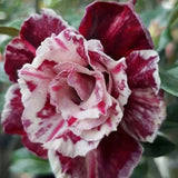 Adenium obesum Sugarism Seeds