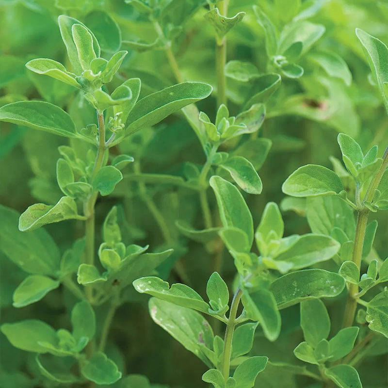 Marjoram, Sweet