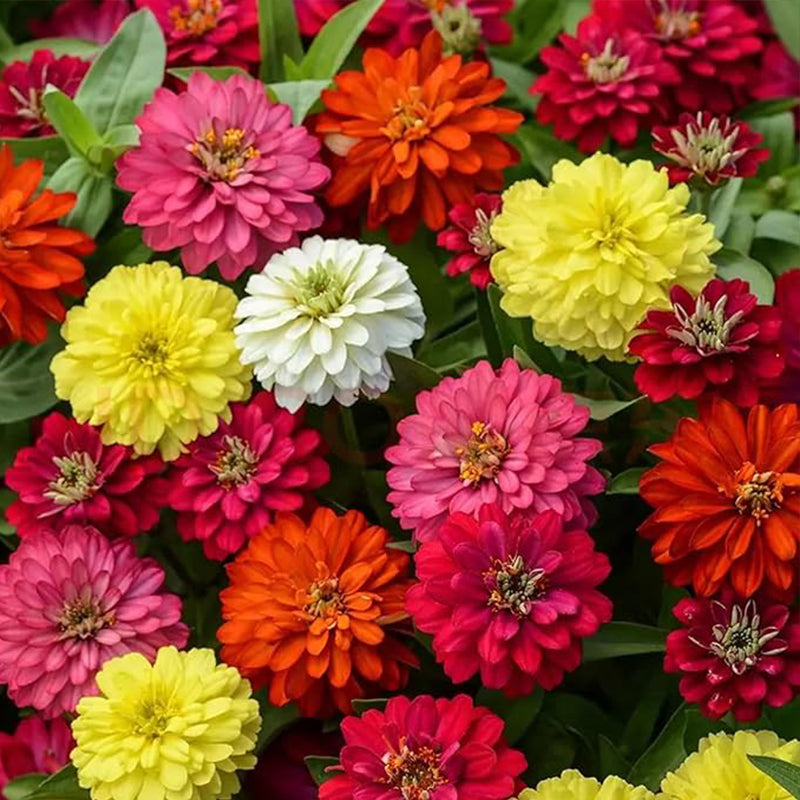 Crazy Blend Zinnia Seeds for Planting