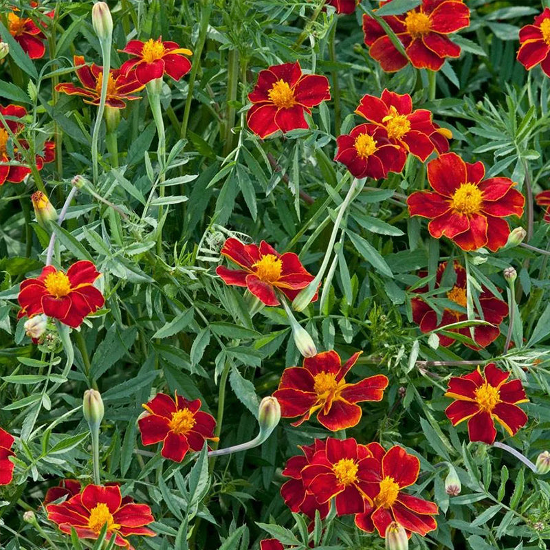 Linnaeus Burning Embers Marigold Seeds