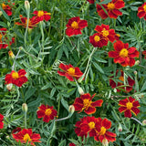 Linnaeus Burning Embers Marigold Seeds