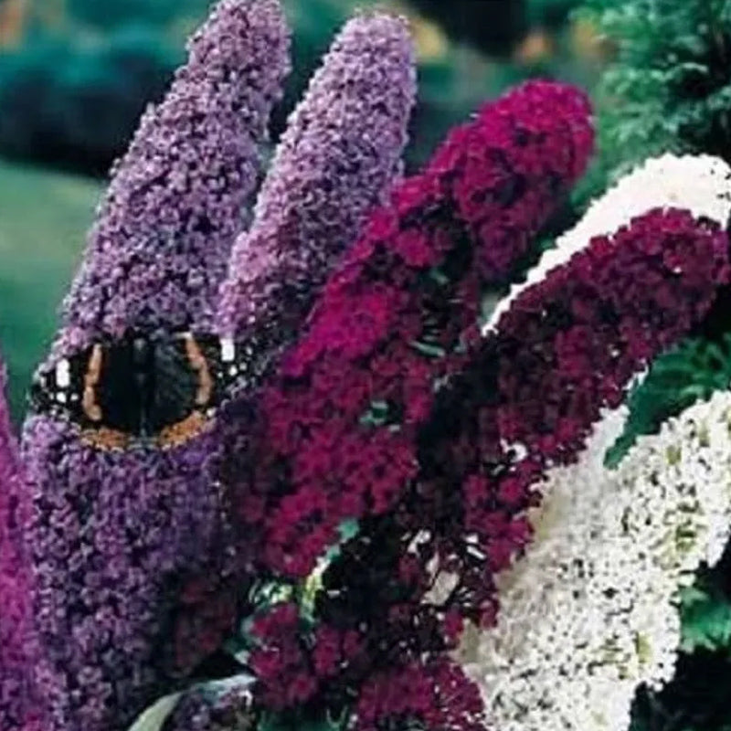 Semillas de arbustos de flores de Buddleia Davidii, arbusto de mariposas de colores variados