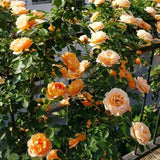 Orange Climbing Rose Seeds