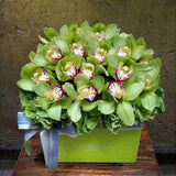 Cymbidium Orchid Seeds-Light Green
