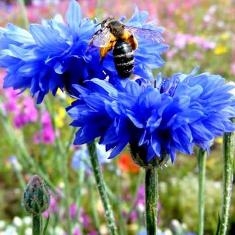 Blue Cornflower Seeds Bachelor’s Buttons Centaurea Cyanus Flower