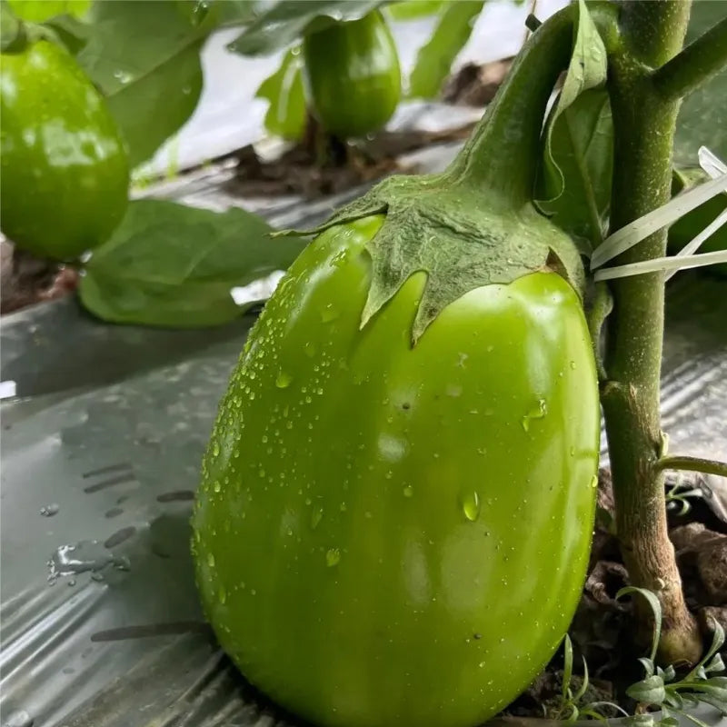 Green Can Eggplant Seeds