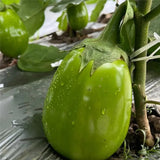 Green Can Eggplant Seeds