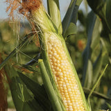 Corn, Sweetness Hybrid