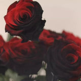 Carmen Rose - Twin Red Black Rose Seeds