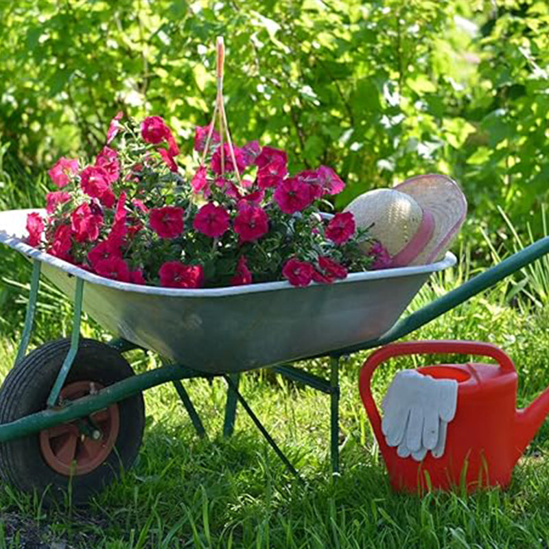 planting petunia seeds outdoors Mix Petunia Seeds Planting For Outdoor Container Basket or Pot Flowers –  Haiyiplants