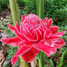 Porcelain rose seeds Etlingera elatior Torch Ginger