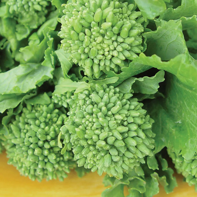 Broccoli Raab, Rapini Organic