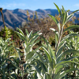 White Sage