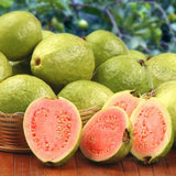 Guava Fruit Tree Seeds for Planting - Exotic and Delicious Tropical Fruit. Great for Live Indoor Bonsai Tree