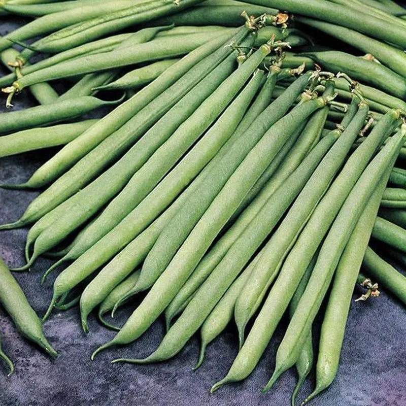Container Bush Beans
