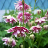 NORA BARLOW Pink COLUMBINE Aquilegia Caerulea Flower Seeds