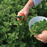 Everleaf Lemon Basil Seed