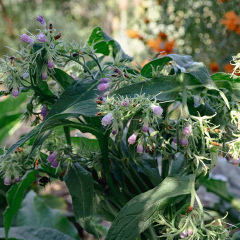Consuelda común/verdadera