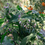 Consuelda común/verdadera