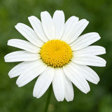 White Aster (Symphyotrichum) Seeds