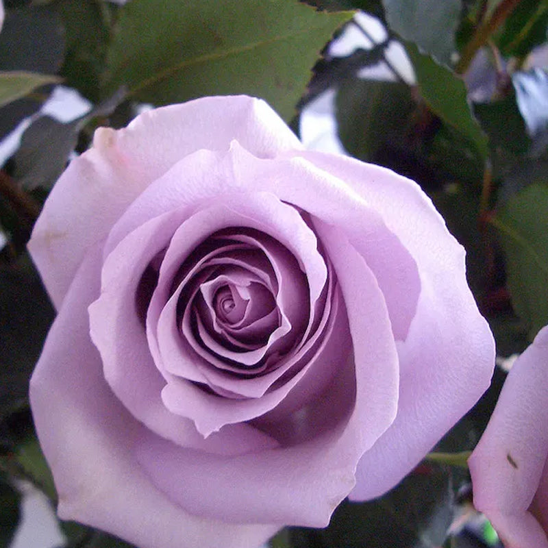 Semillas de rosas de lavanda