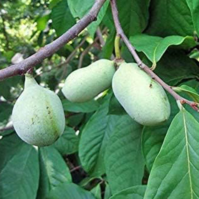 Semillas de árbol de papaya para plantar árboles frutales comestibles, divertido y fácil de cultivar su propia comida, semillas exóticas de árbol de papaya
