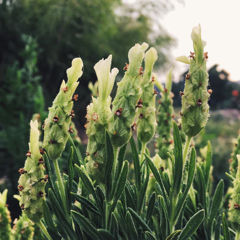 Yellow Flowered Spanish Lavender
